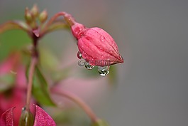 花,雨,粉紅色的花