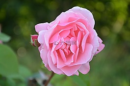 粉色,花,粉紅色的花朵