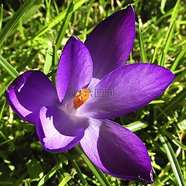 番紅花,鮮花,紫羅蘭色