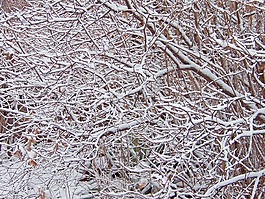 布什,分支機(jī)構(gòu),雪