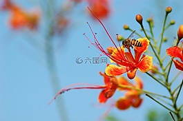 蜜蜂,昆蟲,特寫