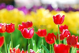 郁金香,紅色,花的