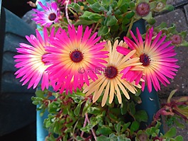 非洲雛菊,花,鍋