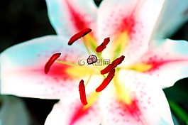 花粉,花,特寫