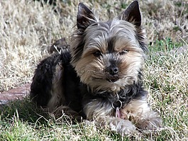 約克,小獵犬,狗