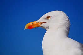海鷗,鳥,動物