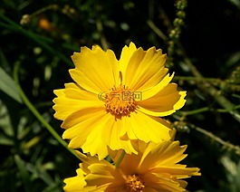 黃色,宇宙,鮮花