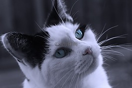 貓,黑,白