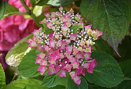 繡球花,鮮花,小