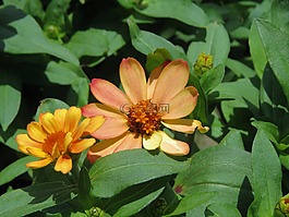 鮮花,銹,黃色