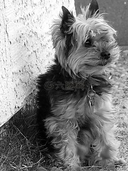 約克,小獵犬,狗