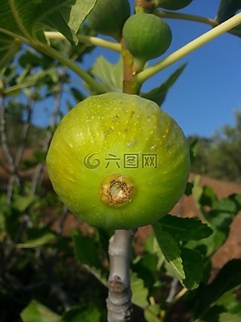 無花果,水果,食品