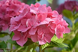 繡球花,粉色,性質(zhì)