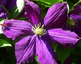 鐵線蓮,花,紫羅蘭色