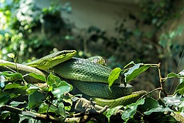 蛇,動物園,動物