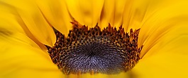 向日葵,太陽花,黃色
