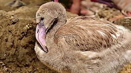 弗拉明戈,幼鳥(niǎo),年輕的動(dòng)物