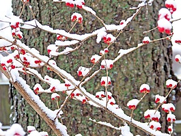 红色,浆果,雪