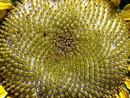 向日葵,種子,花粉