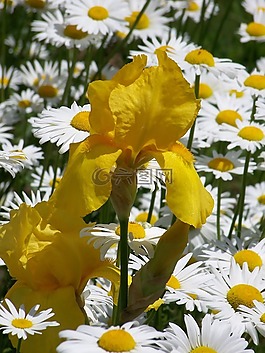 黄色,鸢尾花,雏菊