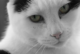 貓,黑,白