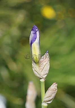 虹膜,花,蓝色