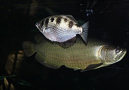 動(dòng)物,自然,對(duì)象