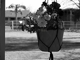 三色堇,掛花盆,目睹