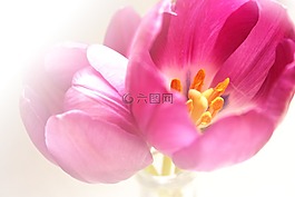 春,郁金香,植物区系