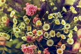 花束,玫瑰,粉色