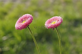 雛菊,粉紅色,開花