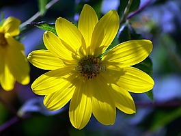 花,花瓣,太陽