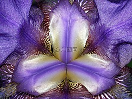 鳶尾花,花,紫羅蘭色