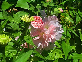 鮮花,粉紅色,芽