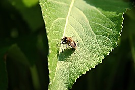 hoverfly,模仿,葉子