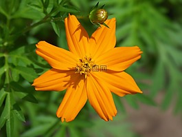 花,宇宙,黃色