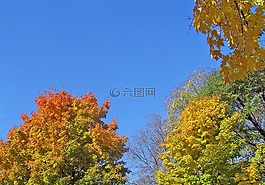 秋,秋天,樹(shù)
