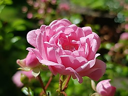 ros,粉色,花卉