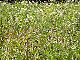 野花,雜草,夏天