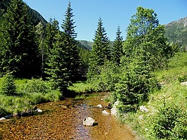 小溪,樹,烏帕