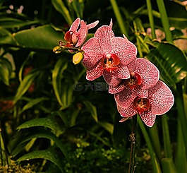 蘭花,紅色,植物學(xué)