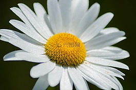 花,性質(zhì),宏