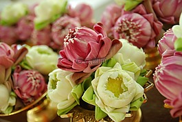蓮花,鮮花,開花