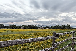 農(nóng)場,農(nóng)業(yè),野花