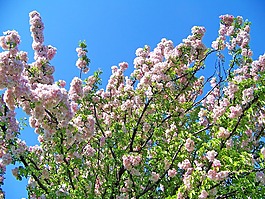 花,春,鮮花