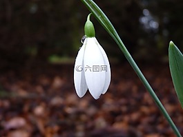 花,春,雪花蓮
