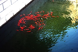 金魚(yú),魚(yú),池