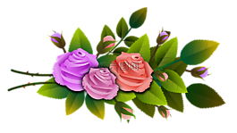 玫瑰,鮮花,花束