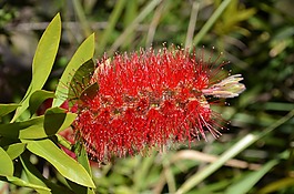 bottlebrush,花,红千层