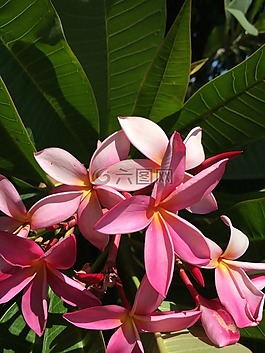 姜黄色百合花,植物,花